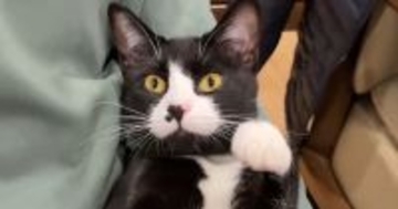 母と出会ってからまだ1か月も経っていないのに……元迷い猫が見せた『まさかの行動』が13万再生「10年も一緒にいるような態度」「笑った」