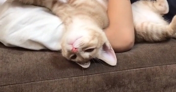 男の子にホールドされていた子猫→眠たくなってきて…幸せいっぱいな『尊すぎる光景』が33万再生「なんて幸せそう」「寝相が凄くて笑った」