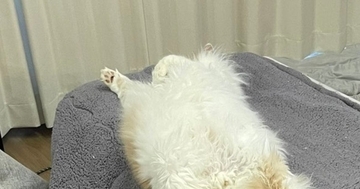 いつもは机の上に乗らない猫→入りやすいように『こたつの布団』を開けておいたら…まさかの瞬間に爆笑「頭いいなぁｗ」「敷物かと思ったｗ」