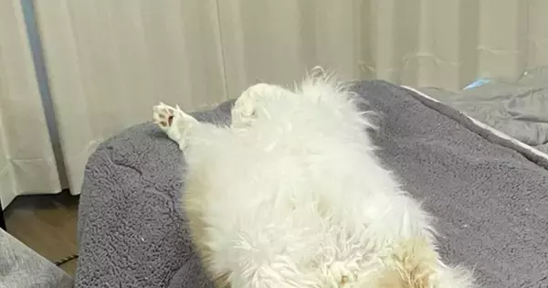 いつもは机の上に乗らない猫→入りやすいように『こたつの布団』を開けておいたら…まさかの瞬間に爆笑「頭いいなぁｗ」「敷物かと思ったｗ」