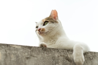 高架下に貼りついて動けなくなった猫　市民が見守る中で深夜の救出活動が大成功　インド