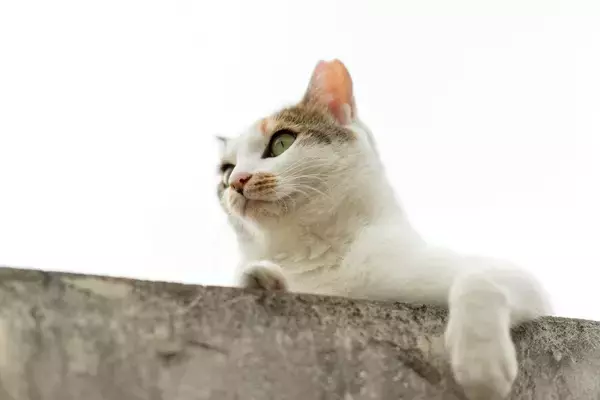 高架下に貼りついて動けなくなった猫　市民が見守る中で深夜の救出活動が大成功　インド