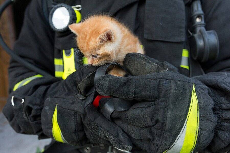 高架下に貼りついて動けなくなった猫　市民が見守る中で深夜の救出活動が大成功　インド