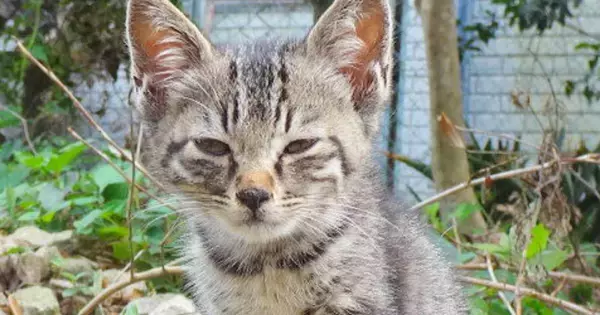 厳しめの表情をしていた『野良の子猫』を家に迎えて『１０年』…可愛すぎる『ビフォーアフター』に反響「貫禄がｗ」「幸せが伝わってくる」
