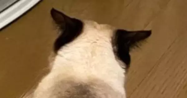 お兄ちゃん猫のことが大好きな妹猫→愛が重すぎた結果…『とんでもない状況』に２万いいね「お兄ちゃん大変ｗ」「潰れちゃったｗ」と爆笑の声