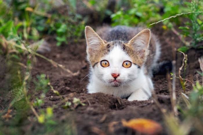 猫がつい『ホリホリしたくなる場所』3選　掘りたがる理由や隠された心理も解説