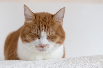 猫は具合が悪いときも『喉をゴロゴロ』鳴らすの？　リラックス時との違いや見分けるポイントまで解説