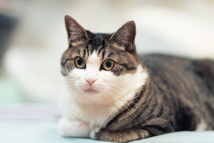 猫は具合が悪いときも『喉をゴロゴロ』鳴らすの？　リラックス時との違いや見分けるポイントまで解説