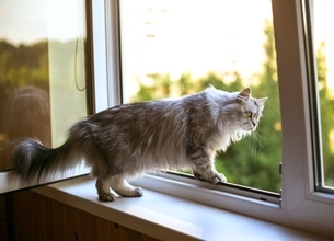 愛猫と『引っ越し』をするなら注意すべきこと3つ　起こりうるトラブルから負担を軽減する工夫まで