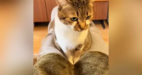 飼い主の足の間に座るネコ→足を閉じて挟んでみたら……ずっと見ていたくなる『尊すぎる光景』に反響「ニャンドイッチｗ」「満更でもなさそう」