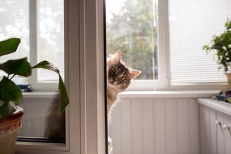 遠慮がちな猫が『甘えたい』ときにみせるサイン3つ　気付いてあげるコツや上手な接し方