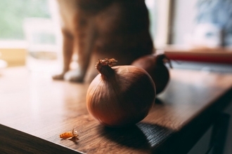 猫が食べると命に関わる『危ない野菜』4選　与えてはいけない理由や口にした場合の対処法