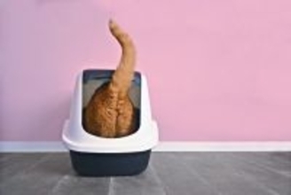 猫の『オシッコ』で見るべき健康チェックポイント5つ　異常サインから病気の可能性まで解説