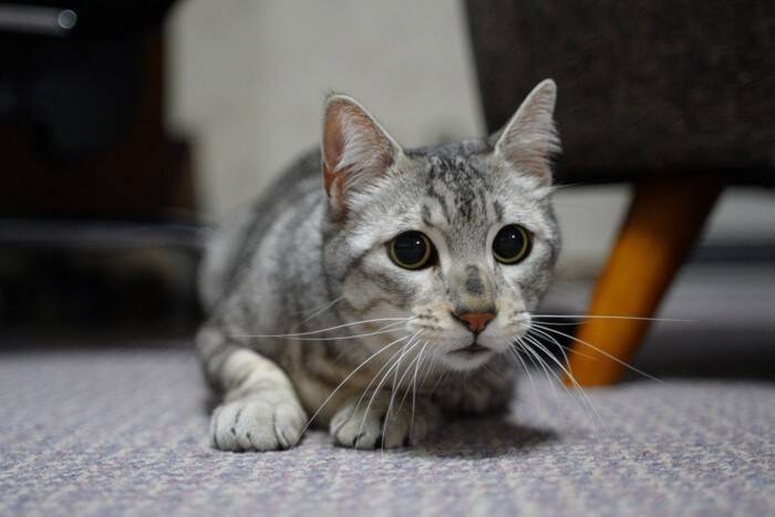 猫が『不機嫌』なときにみせるサイン7つ 　機嫌を見分けるコツから適切な接し方まで