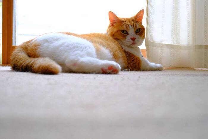 猫のしっぽがベタつく『スタッドテイル』とは？　放置してはいけない理由や予防法も解説