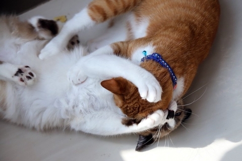 猫が『マウンティング』行動を取る理由3つ　どんな意味があるの？やめさせたほうがいい？