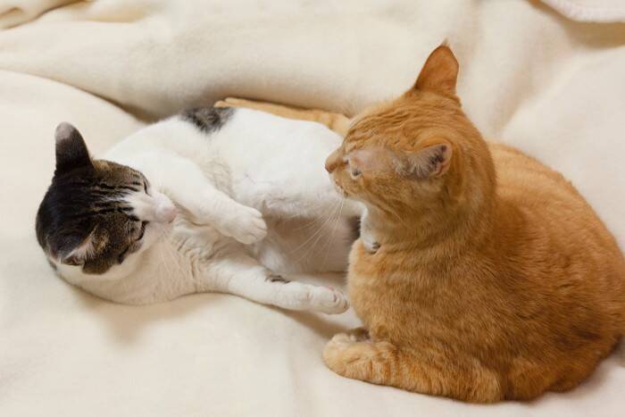 猫が『マウンティング』行動を取る理由3つ　どんな意味があるの？やめさせたほうがいい？