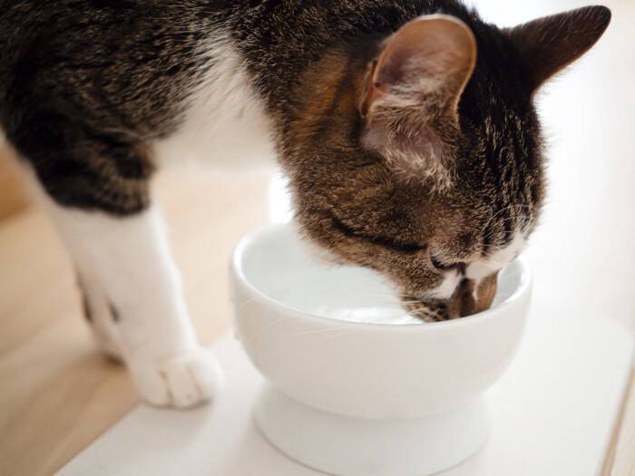 猫の『排泄中』に見られたら危ないサイン5つ　病気のリスクから対処法まで解説