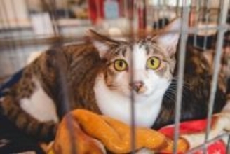 『猫の譲渡会』に行くときに守るべきマナー5選　迎えるまでの流れや必要な準備もご紹介