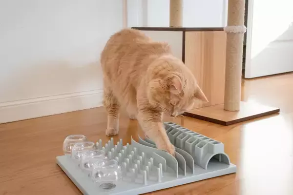 猫を夢中にさせる『知育トイ』のオススメ5選　得られるメリットから上手な遊ばせ方まで