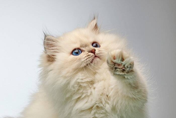 猫を夢中にさせる『知育トイ』のオススメ5選　得られるメリットから上手な遊ばせ方まで
