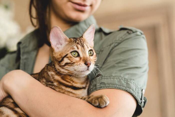 猫に嫌われてしまう『飼い主の行動』4選　信頼を失ってしまうかも？見直すべき接し方とは