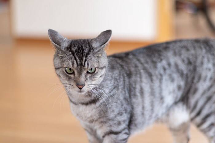 猫に嫌われてしまう『飼い主の行動』4選　信頼を失ってしまうかも？見直すべき接し方とは