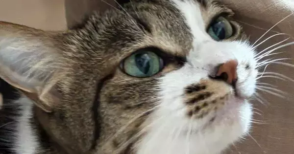 休みを取った嫁から送られてきた『猫の様子』を見たら…思わず嫉妬してしまう光景に４万いいね「飛んで帰りたくなるね」「許せませんなぁ」