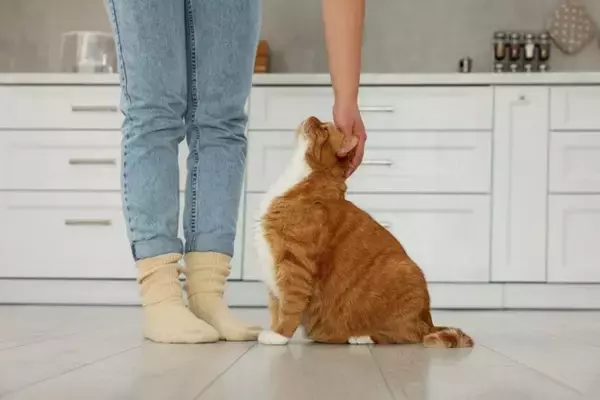 「うちの猫、私のことわかってる？」答えはYES！猫の飼い主・認識能力と育てるコツ【獣医が解説】