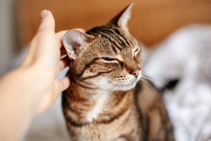 「うちの猫、私のことわかってる？」答えはYES！猫の飼い主・認識能力と育てるコツ【獣医が解説】
