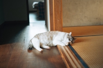 猫の『終末期』が来たときにできること4つ　限られた時間を大切に過ごすための心得