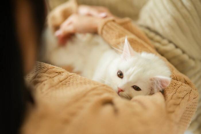 猫の『終末期』が来たときにできること4つ　限られた時間を大切に過ごすための心得