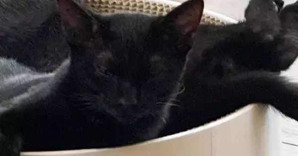 ペットベッドの上でくつろぐ2匹の黒猫…まるで巨大な蜘蛛のような『衝撃の光景』に1万いいね「ギョッとするｗ」「見た瞬間、悲鳴あげそう」