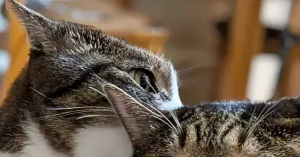 お姉ちゃん猫がいるバスケットの中に『一緒に入ってみた妹猫』→表情が変化して…まさかの光景に「思ったより困ってたｗ」「心拍数MAX」