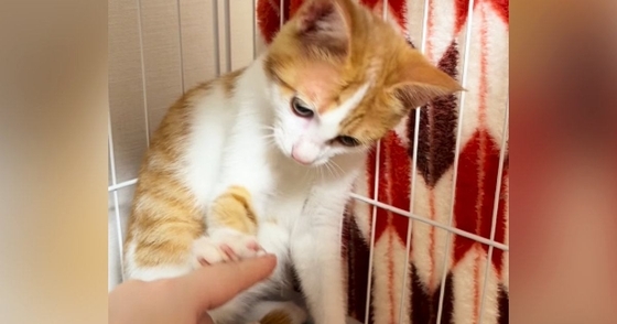 人馴れ訓練中の保護猫→そっと触ろうとしたら…まさかの『拒否の仕方』に「断り方が丁寧すぎｗ」「おててがカワイイｗ」と癒される人が続出