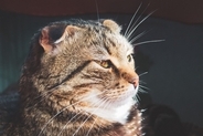 猫があなたから『目をそらす』ときの理由4選　素っ気ないわけではない？仕草に隠された本当の意味とは