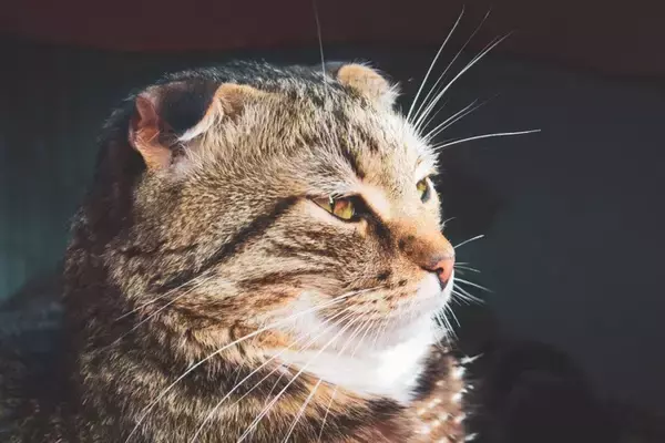 猫があなたから『目をそらす』ときの理由4選　素っ気ないわけではない？仕草に隠された本当の意味とは