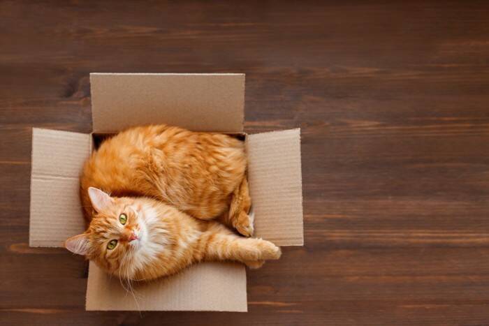 猫があなたから『目をそらす』ときの理由4選　素っ気ないわけではない？仕草に隠された本当の意味とは