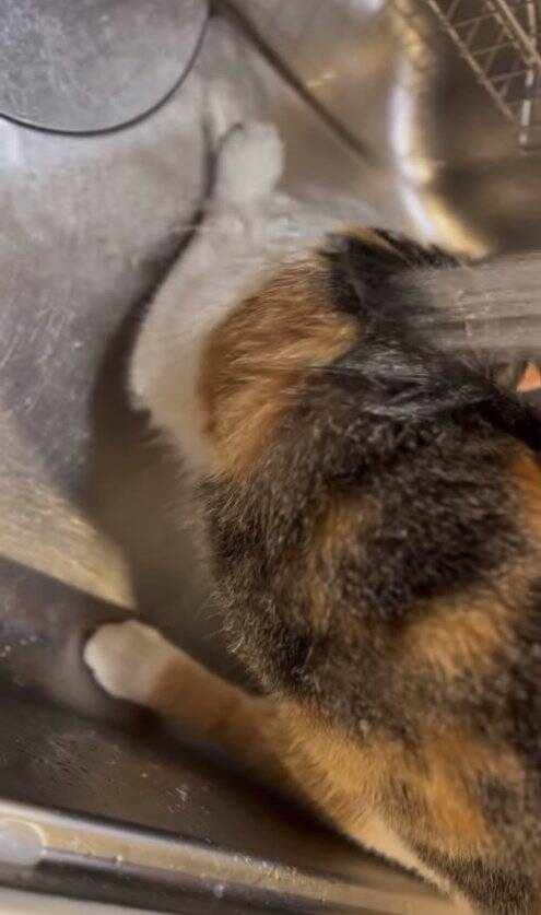 いつもは通らない道を歩いていたら、側溝の中に子猫が……保護して3年→想像以上に成長した『現在の姿』に「本当にたくましくてｗ」「立派ｗ」