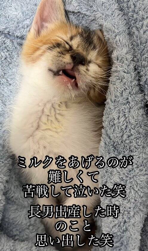 いつもは通らない道を歩いていたら、側溝の中に子猫が……保護して3年→想像以上に成長した『現在の姿』に「本当にたくましくてｗ」「立派ｗ」