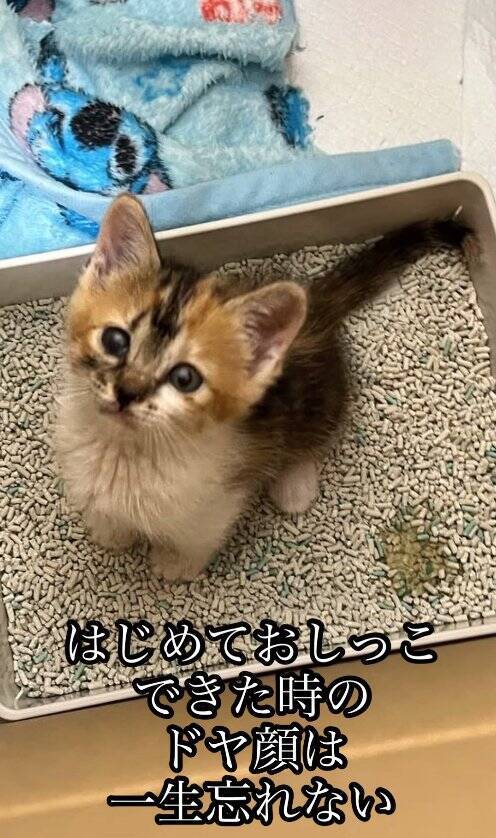 いつもは通らない道を歩いていたら、側溝の中に子猫が……保護して3年→想像以上に成長した『現在の姿』に「本当にたくましくてｗ」「立派ｗ」