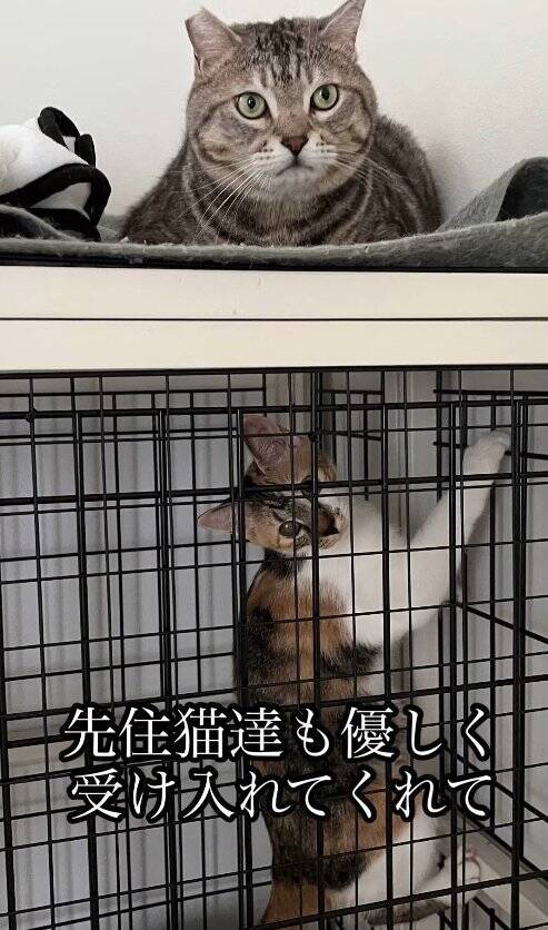 いつもは通らない道を歩いていたら、側溝の中に子猫が……保護して3年→想像以上に成長した『現在の姿』に「本当にたくましくてｗ」「立派ｗ」