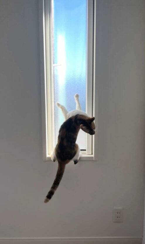 いつもは通らない道を歩いていたら、側溝の中に子猫が……保護して3年→想像以上に成長した『現在の姿』に「本当にたくましくてｗ」「立派ｗ」