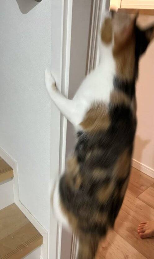 いつもは通らない道を歩いていたら、側溝の中に子猫が……保護して3年→想像以上に成長した『現在の姿』に「本当にたくましくてｗ」「立派ｗ」