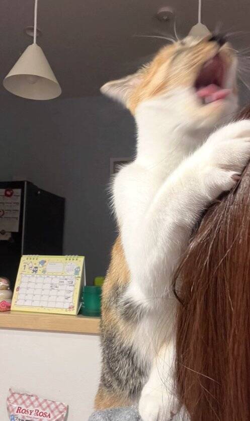 いつもは通らない道を歩いていたら、側溝の中に子猫が……保護して3年→想像以上に成長した『現在の姿』に「本当にたくましくてｗ」「立派ｗ」