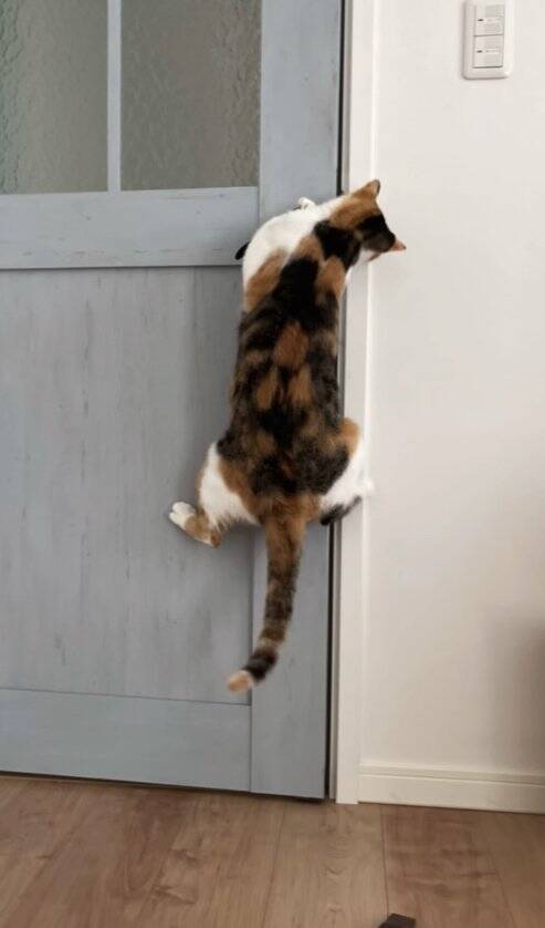 いつもは通らない道を歩いていたら、側溝の中に子猫が……保護して3年→想像以上に成長した『現在の姿』に「本当にたくましくてｗ」「立派ｗ」