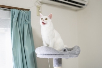 猫が『要求鳴き』をしてくる理由4選　考えられる心理や飼い主が取るべき対処法