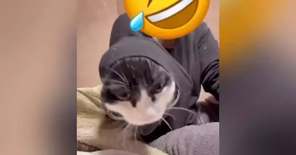 家族LINEに送られてきた『実家の猫の様子』→見てみたら…お姉さん大爆笑の『とんでもない状況』に「もう笑い止まらないよねｗ」「猫の手ｗ」