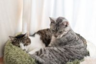 猫の『多頭飼い』で直面しやすい悩みごと3つ　トラブルを減らすためにできる工夫とは