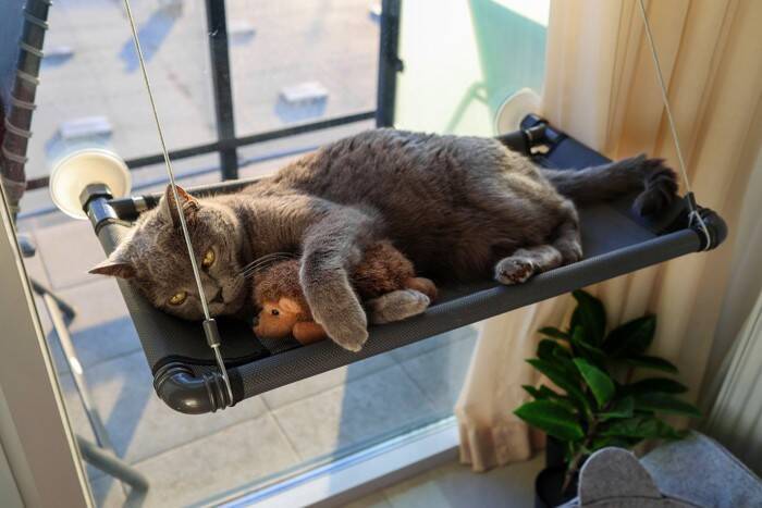 猫が『飼いやすい』と言われている理由5つ　本当にそうなの？飼う前に知っておくべき注意点まで